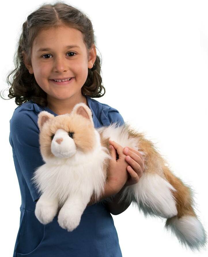 Kiki Ragdoll Cat
