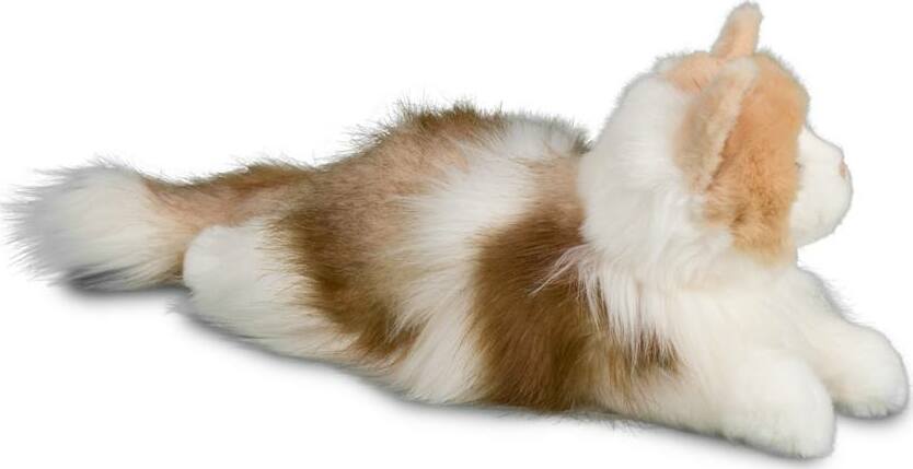 Kiki Ragdoll Cat