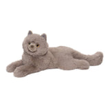 Douglas, Cat: Persian - Juliette 15+" 281