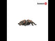 Schleich, Tarantula 14829