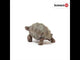 Schleich, Giant Tortoise 14824