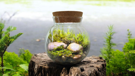 MossBowl - Grow Your Own Oasis