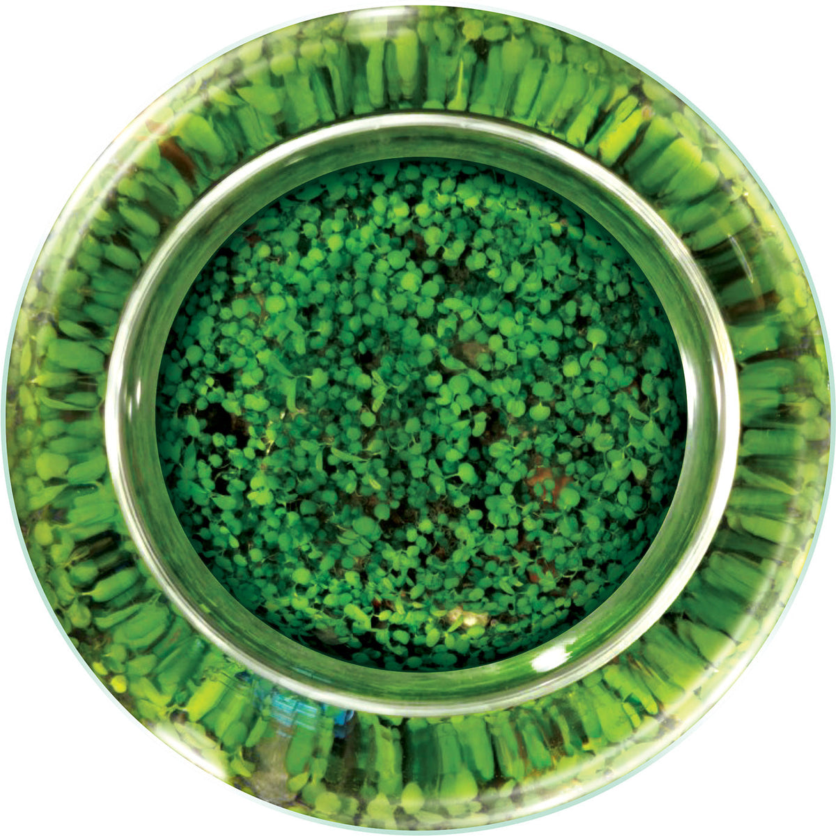 WaterPlants - Create Your Own Aquascape